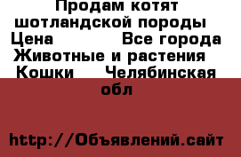 Продам котят шотландской породы › Цена ­ 2 000 - Все города Животные и растения » Кошки   . Челябинская обл.